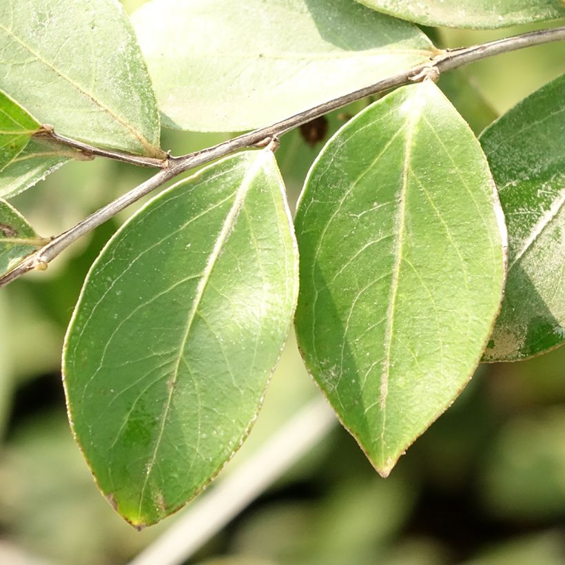 Árvore-de-júpiter Pixie White - Lagerstroemia indica (Folhagem)