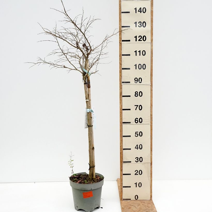Amostra de Árvore-de-júpiter Pixie White - Lagerstroemia indica Vaso de 7,5 L/10 L, Meia haste tal como entregue no outono
