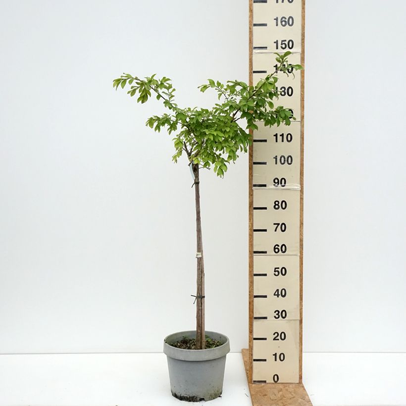 Amostra de Árvore-de-júpiter Pixie White - Lagerstroemia indica Vaso de 7,5 L/10 L, Meia haste tal como entregue no verão