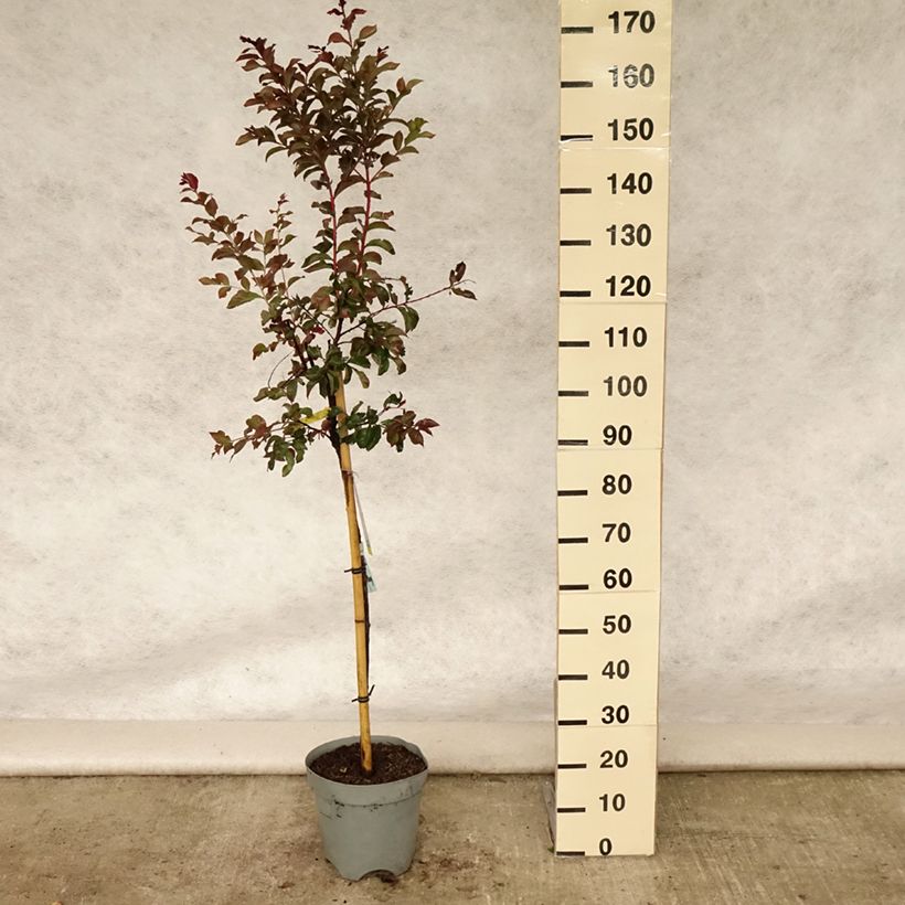 Amostra de Árvore-de-júpiter Rhapsody in Pink - Lagerstroemia indica Vaso de 7,5 L/10 L, Haste tal como entregue no verão