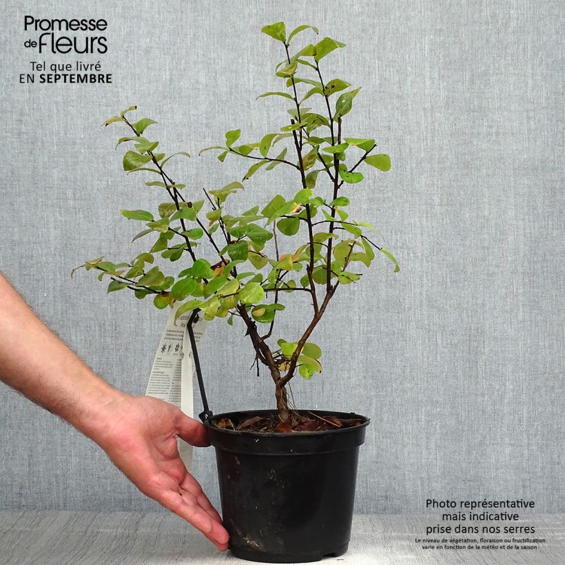 Amostra de Árvore-de-júpiter Rose Fuchsia - Lagerstroemia indica Vaso de 3 L/4 L, Arbusto tal como entregue no outono