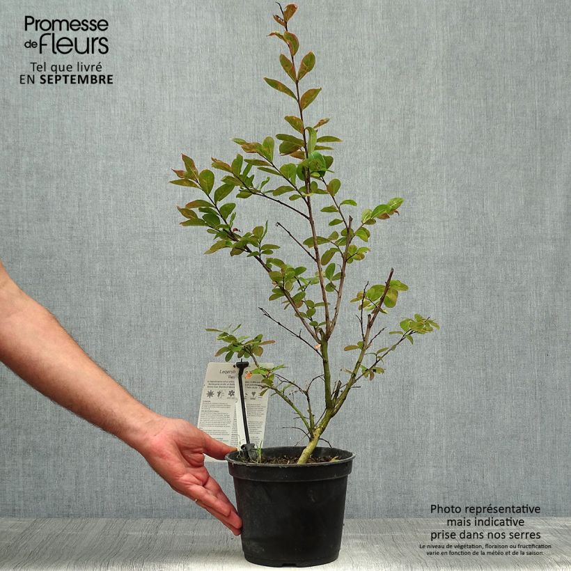 Amostra de Árvore-de-júpiter Rose Indien  - Lagerstroemia indica Vaso de 3 L/4 L tal como entregue no outono