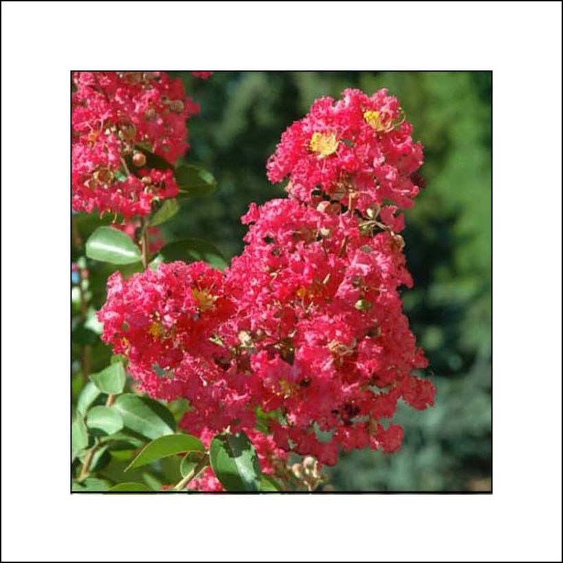 Árvore-de-júpiter Rubra - Lagerstroemia indica (Floração)