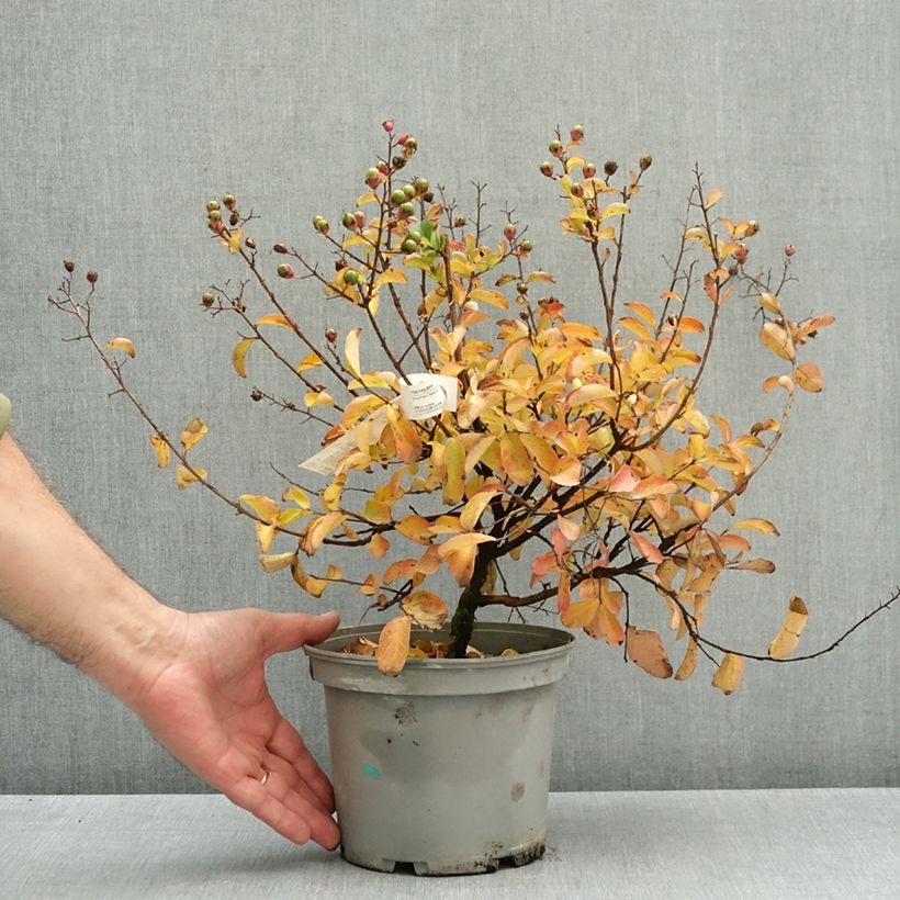 Amostra de Árvore-de-júpiter Soir d'Eté - Lagerstroemia indica Vaso de 3 L/4 L tal como entregue no outono
