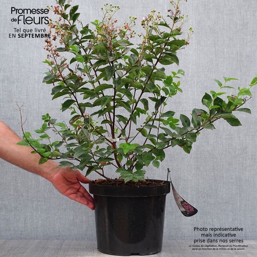 Amostra de Árvore-de-júpiter Summer Charm Hopi - Lagerstroemia indica Vaso de 7,5 L/10 L tal como entregue no outono