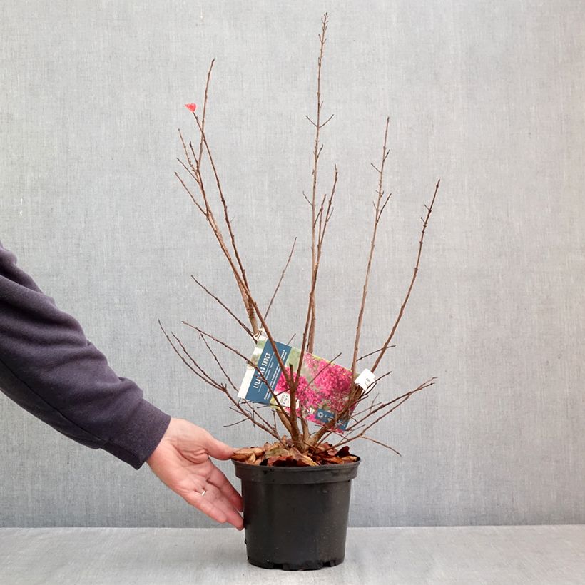 Amostra de Árvore-de-júpiter Summer Charm Tonto - Lagerstroemia indica Vaso de 3 L/4 L tal como entregue no outono