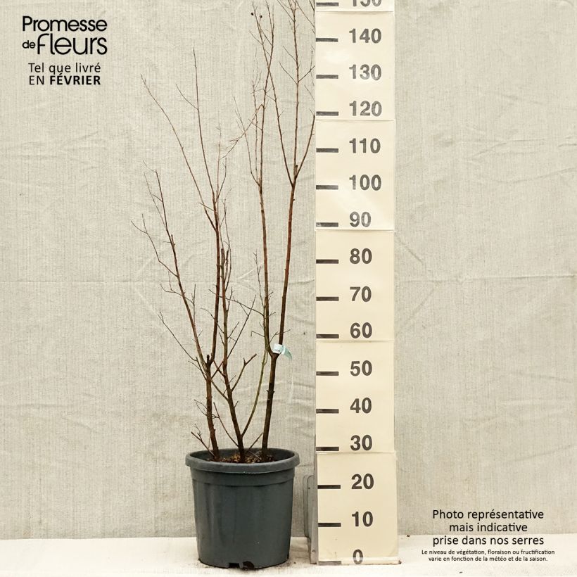 Amostra de Lagerstroemia indica Summer Charm Tonto - Lilas des Indes  Vaso de 12 L/15 L tal como entregue no inverno