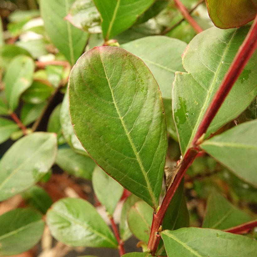 Árvore-de-júpiter Terrasse Vermelho - Lagerstroemia indica (Folhagem)
