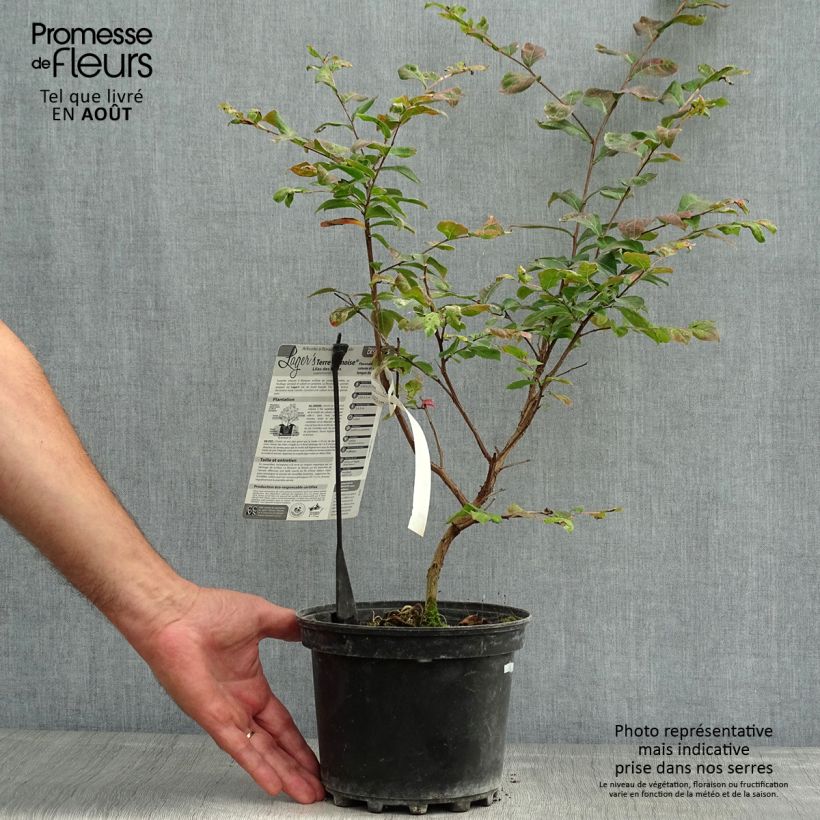 Amostra de Árvore-de-júpiter Terre Chinoise - Lagerstroemia indica Vaso de 3 L/4 L tal como entregue no verão