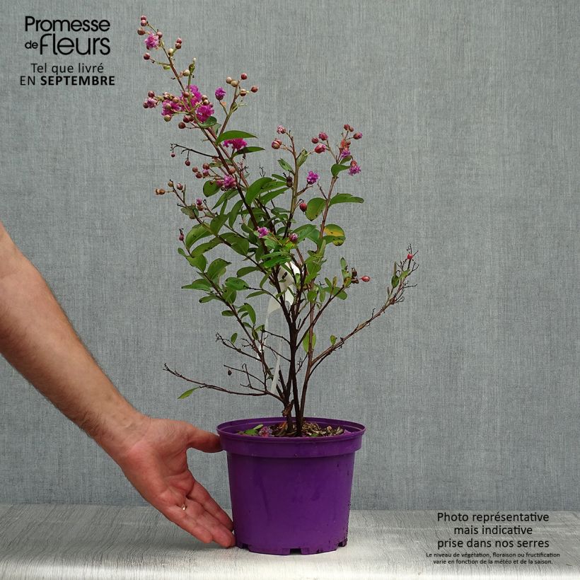 Amostra de Árvore-de-júpiter Violet d'Eté indyvio - Lagerstroemia indica Vaso de 3 L/4 L tal como entregue no outono