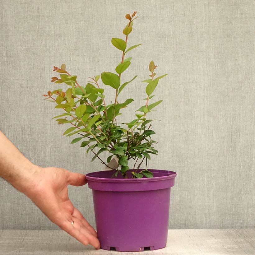 Amostra de Árvore-de-júpiter Violet d'Eté indyvio - Lagerstroemia indica Vaso de 3 L/4 L tal como entregue no verão