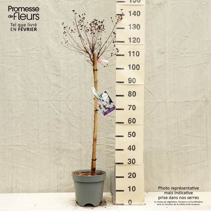 Amostra de Lilas des Indes 'With Love Babe' Vaso de 7,5 L/10 L tal como entregue no inverno