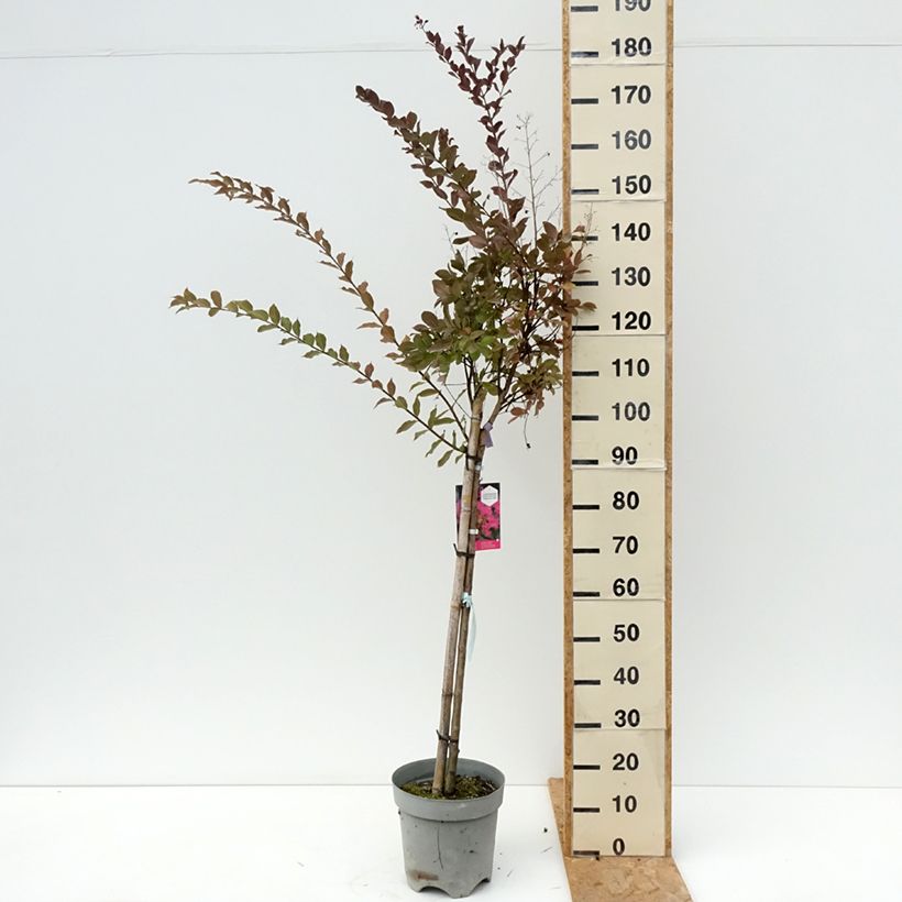 Amostra de Árvore-de-júpiter With Love Kiss - Lagerstroemia indica Vaso de 7,5 L/10 L tal como entregue no verão