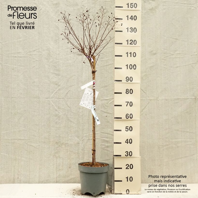 Amostra de Árvore-de-júpiter With Love Kiss - Lagerstroemia indica Vaso de 7,5 L/10 L tal como entregue no inverno