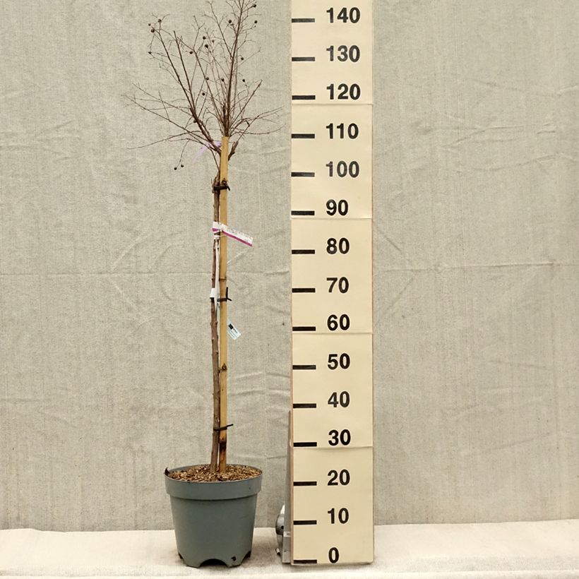 Amostra de Árvore-de-júpiter With Love Kiss - Lagerstroemia indica Vaso de 7,5 L/10 L tal como entregue na primavera