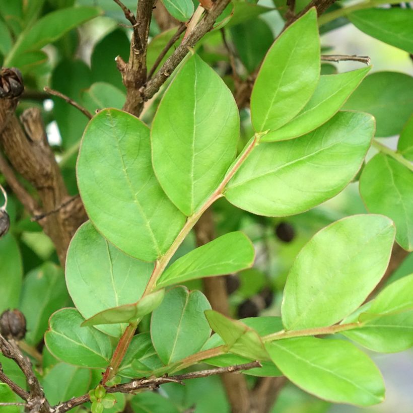 Árvore-de-júpiter With Love Kiss - Lagerstroemia indica (Folhagem)