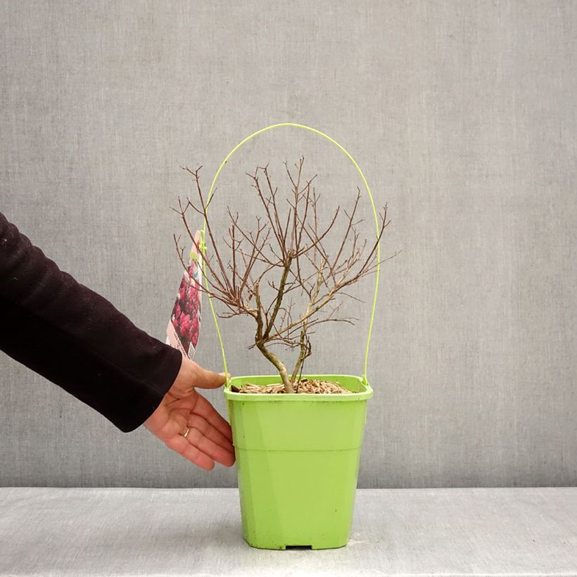 Amostra de Árvore-de-júpiter With Love Kiss - Lagerstroemia indica Vaso de 3 L/4 L tal como entregue no inverno