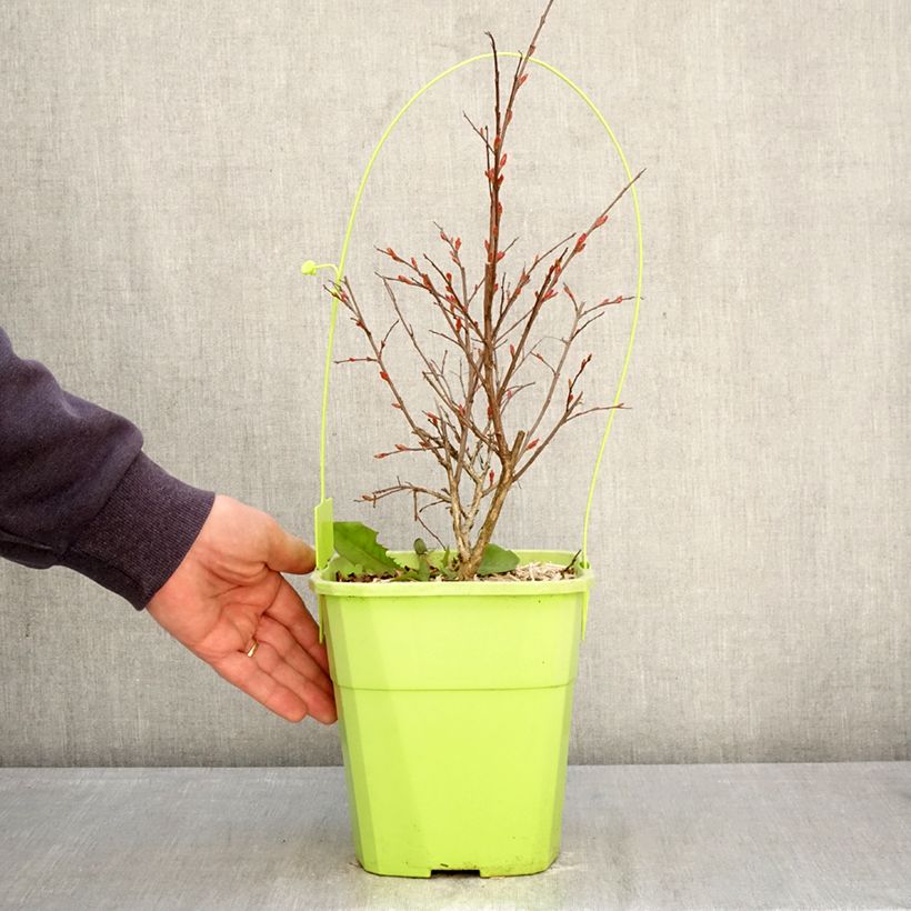 Amostra de Árvore-de-júpiter With Love Kiss - Lagerstroemia indica Vaso de 3 L/4 L tal como entregue na primavera