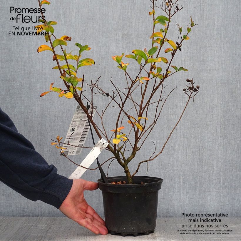 Amostra de Árvore-de-júpiter Yang Tse - Lagerstroemia indica Vaso de 3 L/4 L tal como entregue no outono