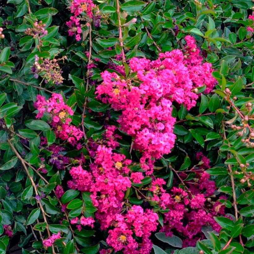Árvore-de-júpiter Mimie Fuchsia - Lagerstroemia indica (Floração)