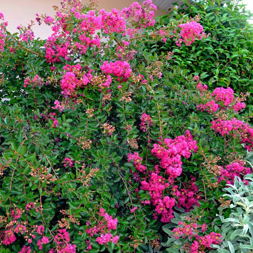 Árvore-de-júpiter Mimie Fuchsia - Lagerstroemia indica (Hábito)