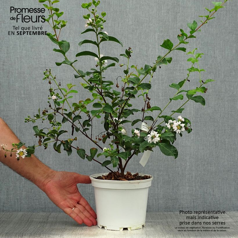 Amostra de Árvore-de-júpiter Neige d'Eté - Lagerstroemia indica Vaso de 3 L/4 L tal como entregue no outono
