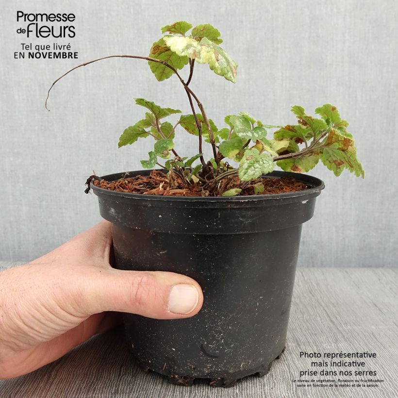 Amostra de Lamium galeobdolon Florentinum Vaso de 2 L/3 L tal como entregue no outono