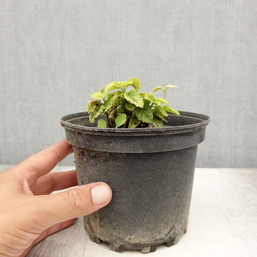 Amostra de Lamium galeobdolon Florentinum Vaso de 2 L/3 L tal como entregue no verão