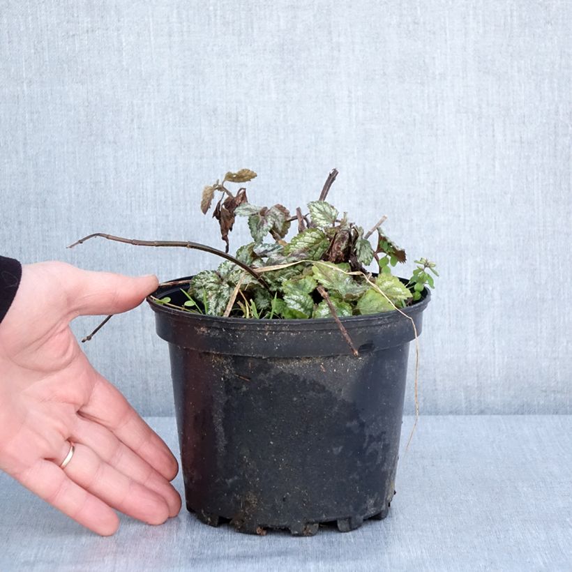 Amostra de Lamiastrum galeobdolon Florentinum - Lamier doré Vaso de 2 L/3 L tal como entregue no inverno