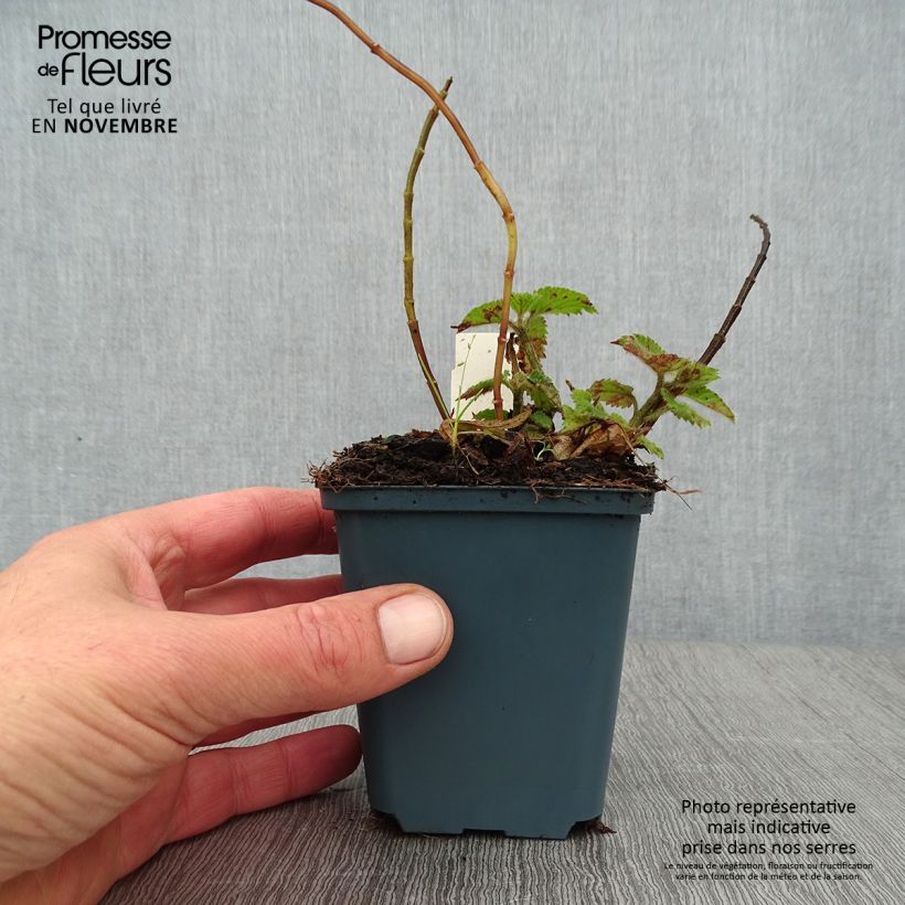 Amostra de Lamium galeobdolon Kirkcudbright Dwarf Vaso de 8/9 cm tal como entregue no outono