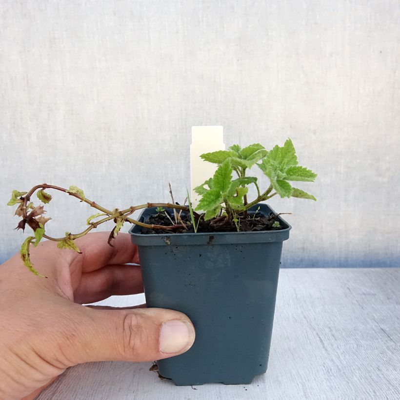 Amostra de Lamium galeobdolon Kirkcudbright Dwarf Vaso de 8/9 cm tal como entregue no verão