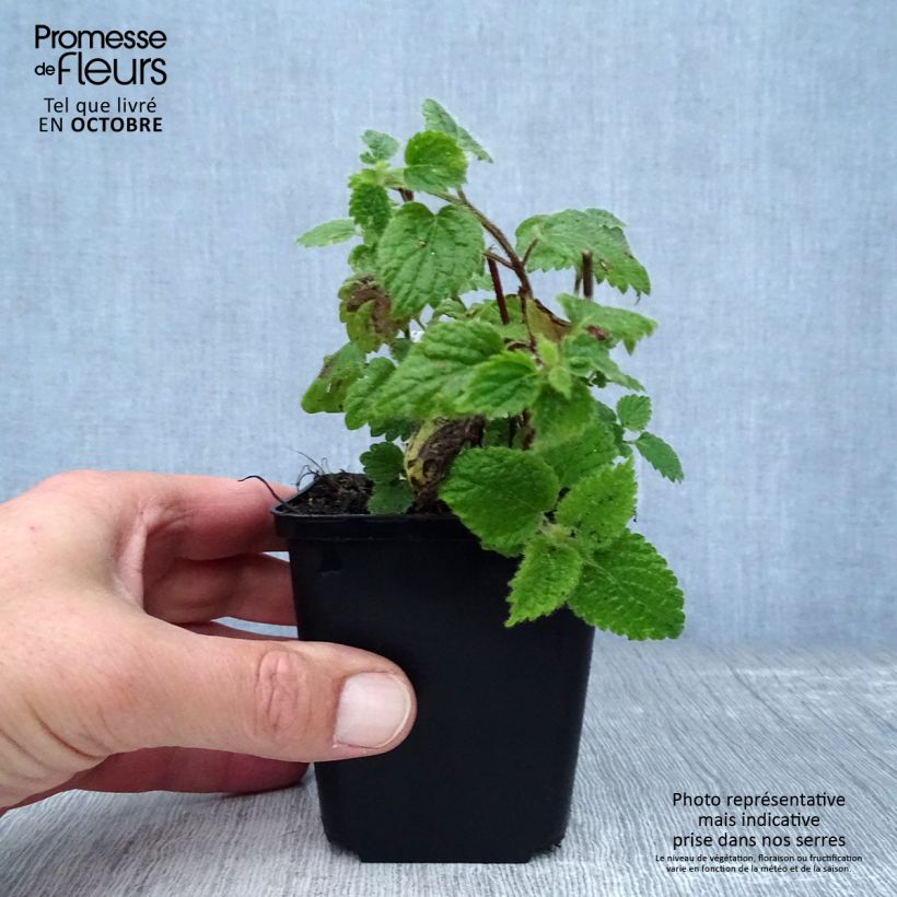 Amostra de Lamium galeobdolon Vaso de 8/9 cm tal como entregue no outono