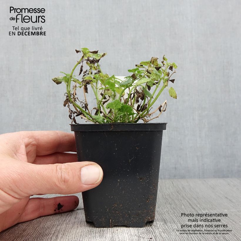 Amostra de Lamium maculatum Album Vaso de 8/9 cm tal como entregue no outono