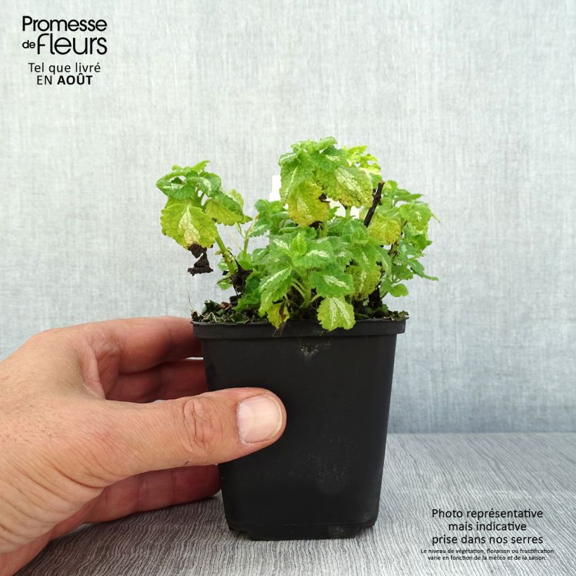 Amostra de Lamium maculatum Album Vaso de 8/9 cm tal como entregue no verão