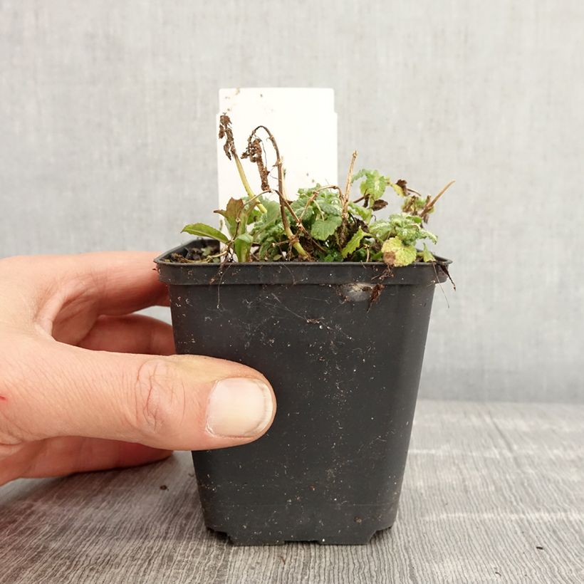 Amostra de Lamium maculatum Album Vaso de 8/9 cm tal como entregue na primavera