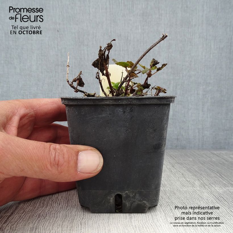 Amostra de Lamium maculatum Chequers Vaso de 8/9 cm tal como entregue no outono