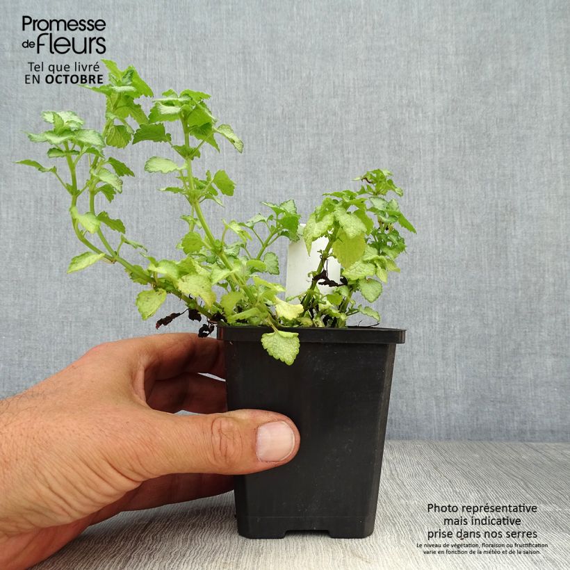 Amostra de Lamium maculatum Pink Pewter Vaso de 8/9 cm tal como entregue no outono