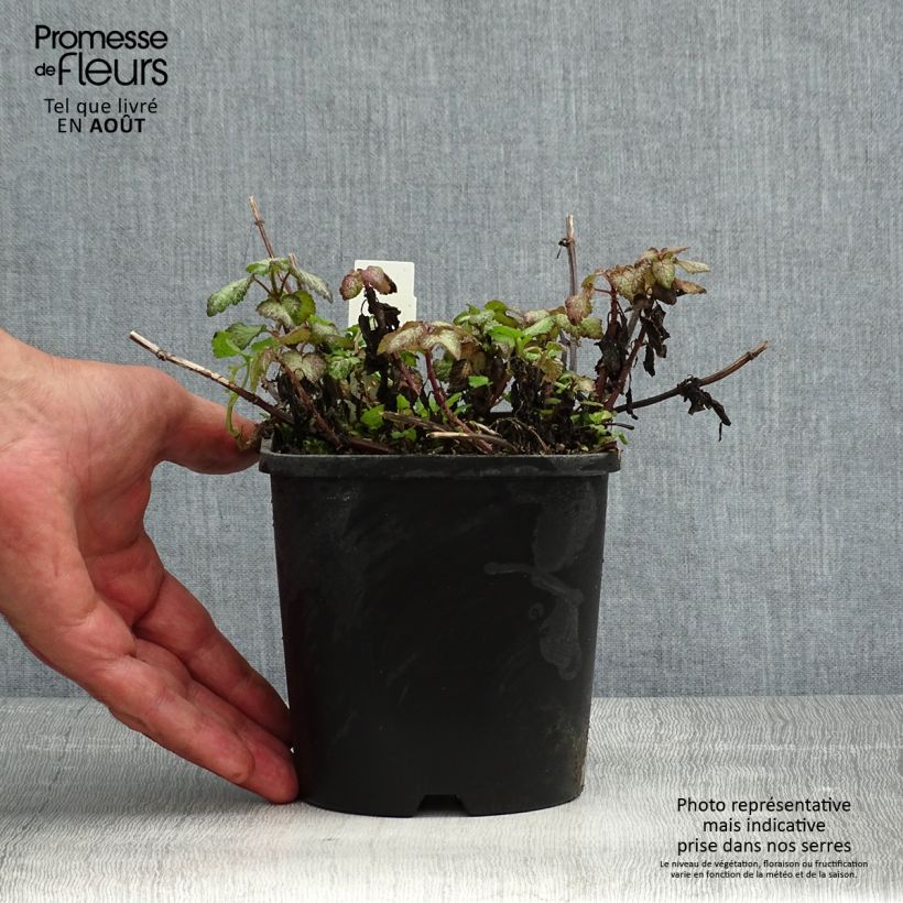 Amostra de Lamium maculatum Purple Dragon Vaso de 1,5 L/2 L tal como entregue no verão