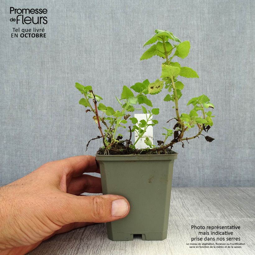 Amostra de Lamium maculatum Red Nancy - Urtiga-morta-malhada Vaso de 8/9 cm tal como entregue no outono