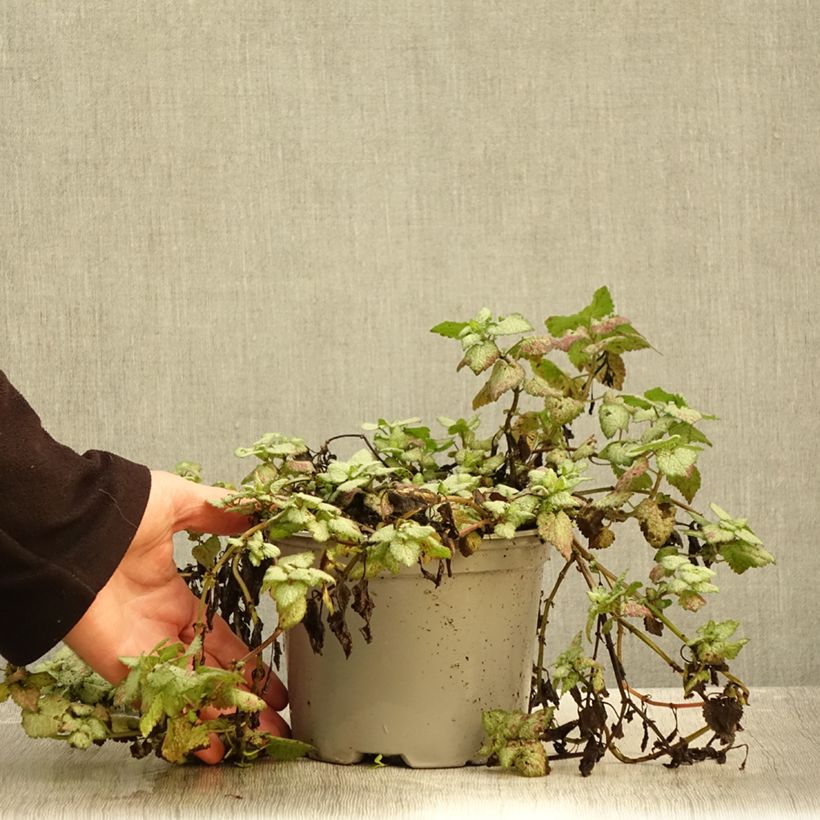 Amostra de Lamium maculatum Red Nancy - Urtiga-morta-malhada Vaso de 2 L/3 L tal como entregue no outono