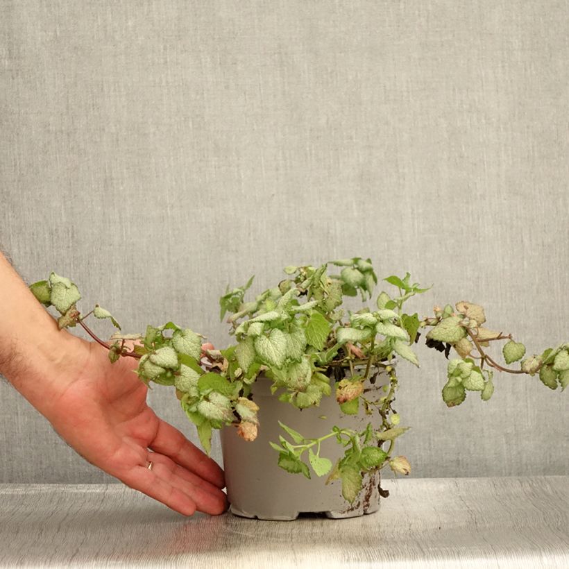 Amostra de Lamium maculatum Red Nancy Vaso de 2 L/3 L tal como entregue no verão