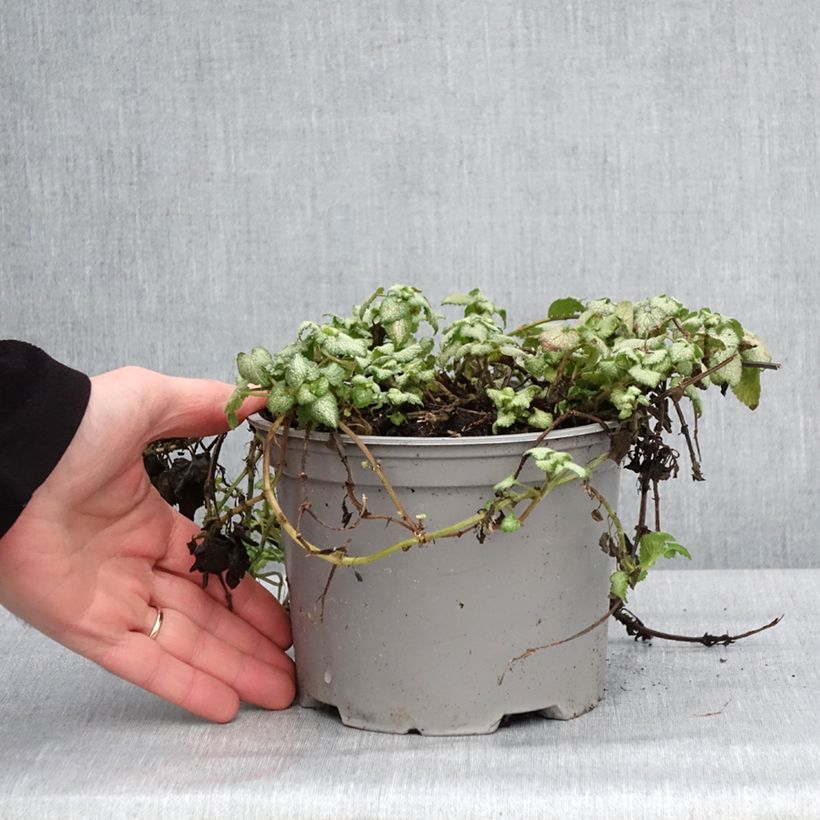Amostra de Lamium maculatum Red Nancy Vaso de 2 L/3 L tal como entregue no inverno