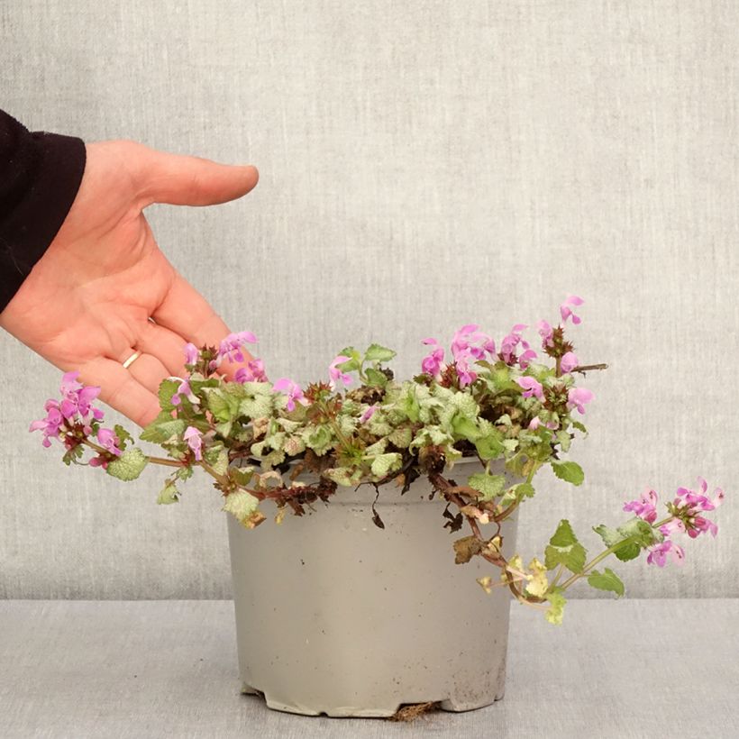 Amostra de Lamium maculatum Red Nancy Vaso de 2 L/3 L tal como entregue na primavera
