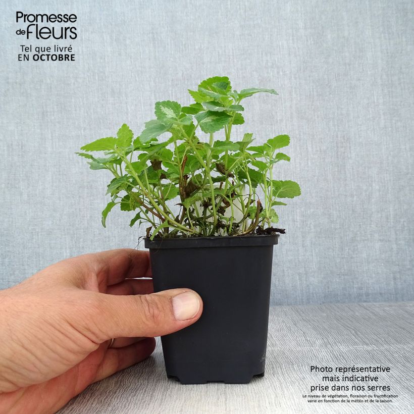 Amostra de Lamium maculatum Roseum Vaso de 8/9 cm tal como entregue no outono