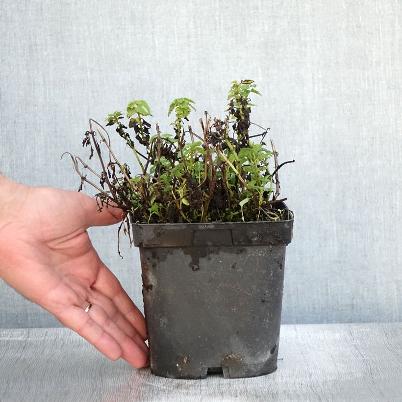 Amostra de Lamium maculatum Shell Pink Vaso de 2 L/3 L tal como entregue no outono