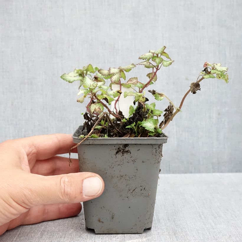Amostra de Lamium maculatum Sterling Silver Vaso de 8/9 cm tal como entregue no outono
