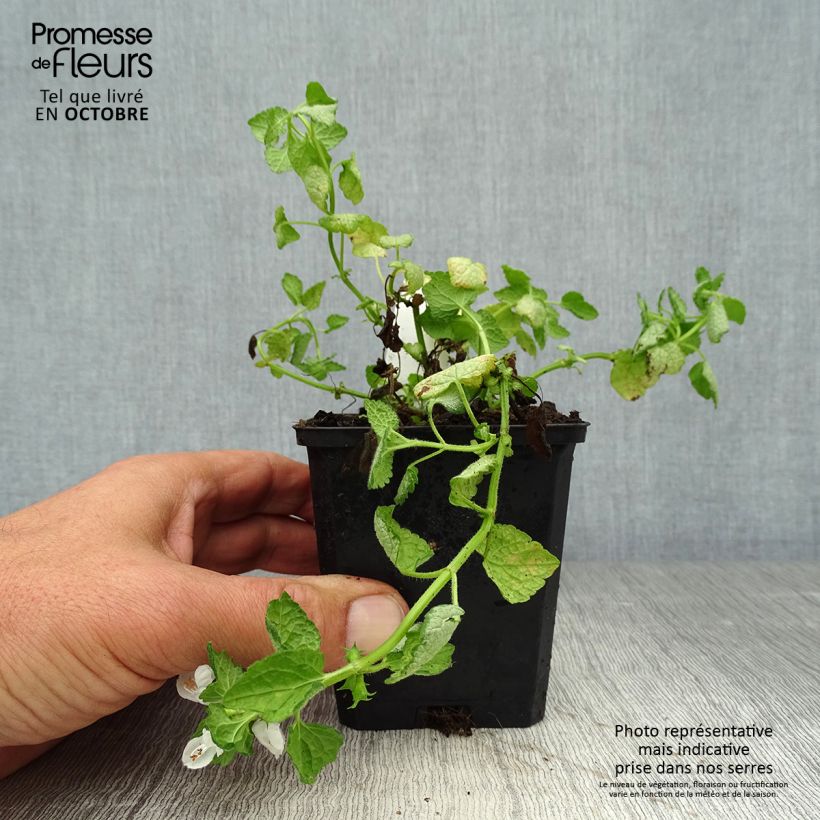 Amostra de Lamium maculatum White Nancy Vaso de 8/9 cm tal como entregue no outono