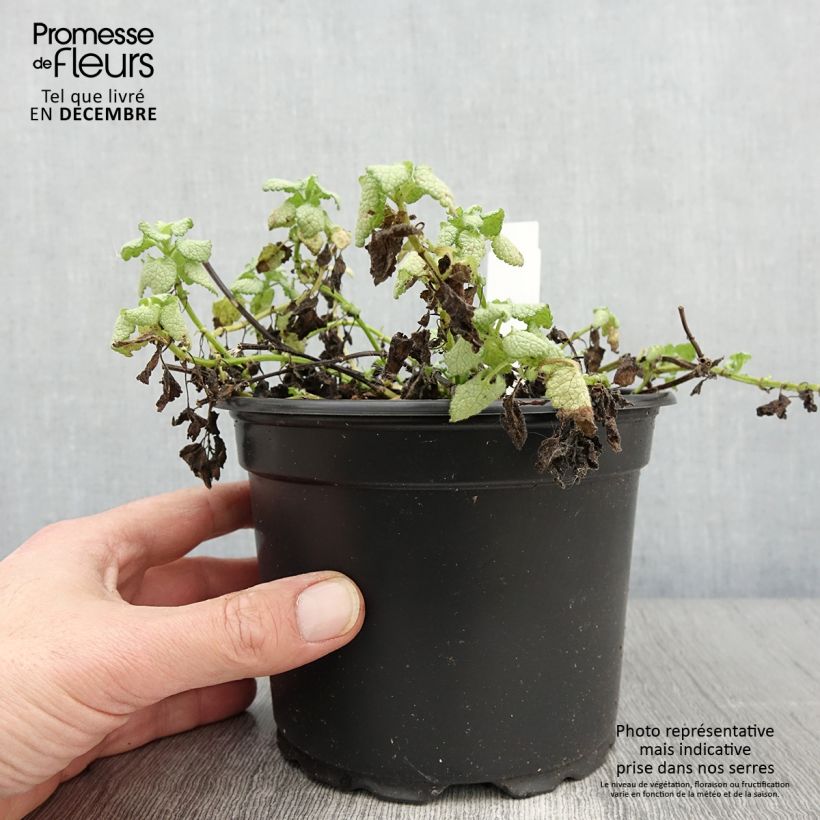 Amostra de Lamium maculatum White Nancy Vaso de 2 L/3 L tal como entregue no outono