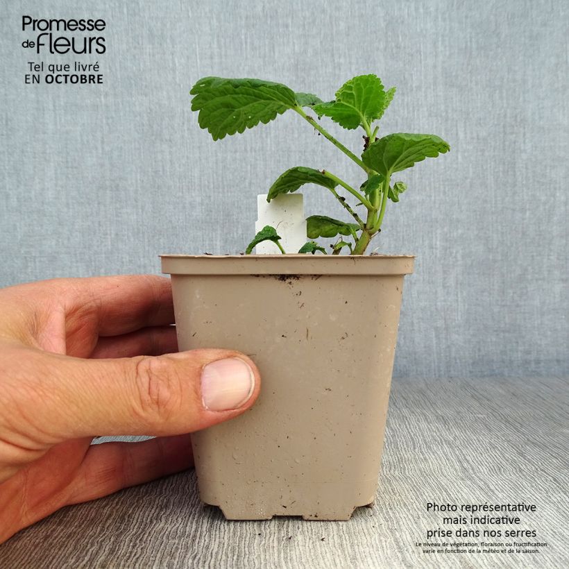 Amostra de Lamium orvala Album Vaso de 8/9 cm tal como entregue no outono