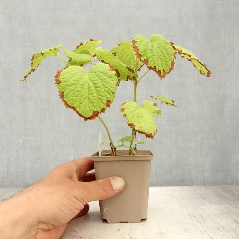 Amostra de Lamium orvala Album Vaso de 8/9 cm tal como entregue no verão